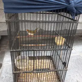 Prenjak bawah mantap
