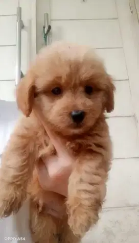 JUAL ANAK MALTIPOO LUCU DAN MURAH