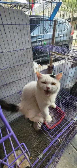 Jual Kucing (Persia) + Kandang