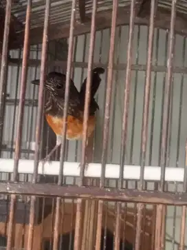 Murai Medan Anakan Trotol Jantan