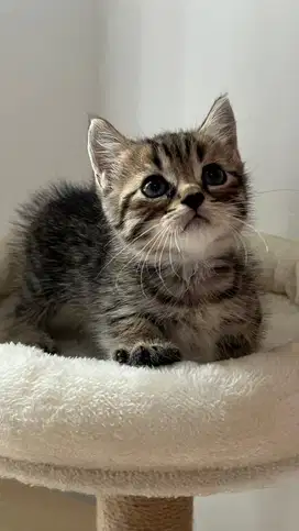 Munckhi betina kitten