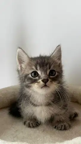 Munckhin jantan kitten