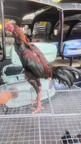 Jual ayam koyngon