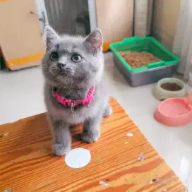Kucing British Short Hair (BSH) Blue Kitten