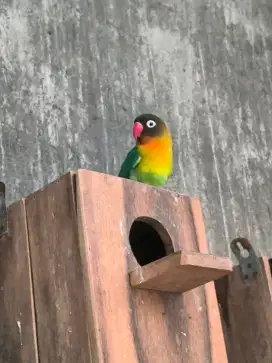 Jual lovebird aneka warna