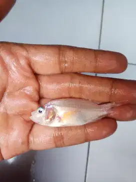 bibit ikan nila merah