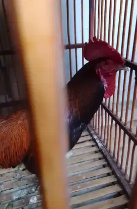 Ayam Bekisar Kokok Berirama enak