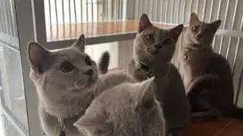 British shorthair BSH kitten