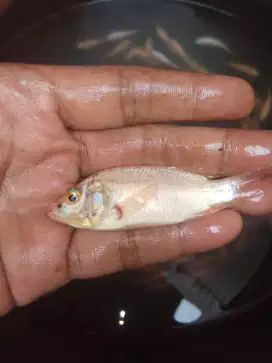 bibit ikan nila merah