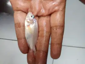 bibit ikan nila merah
