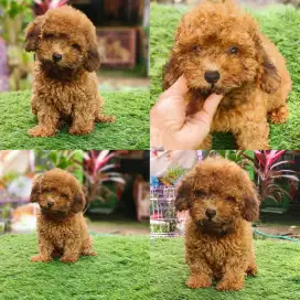 Toy poodle UMR 3bln sdh vaksin virus & rabies