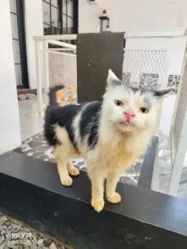 Kucing Persia Jantan Putih Hitam