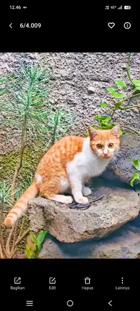Kucing Persia Mix Oyenn
