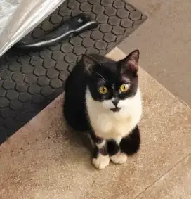 Kucing Persia Mix Dom