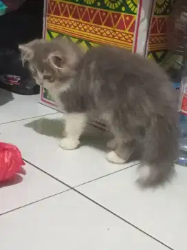 Kitten Persia jantan