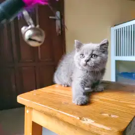 Kucing British Short Hair (BSH) Blue Kitten