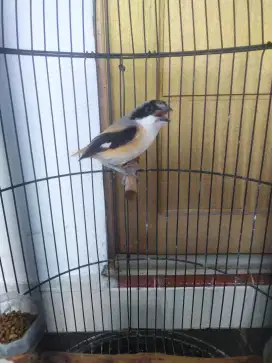 Burung cendet jantan