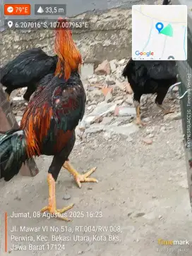 Ayam Bangkok Samo