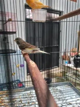 Kenari abu putih jantan rajin 3/4vol