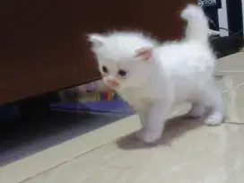 kitten usia 1bln