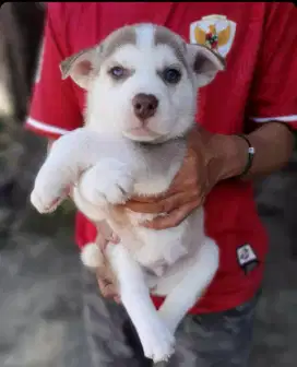 Borongan pupies husky ( jateng)