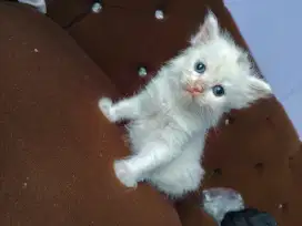 Kitten 1bln warna putih