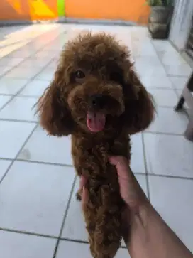 Red toy Poodle betina