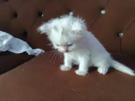 Kitten mix Persia anggora
