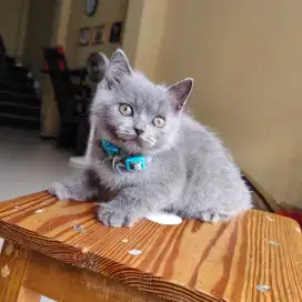 Kucing British Short Hair (BSH) Blue Kitten
