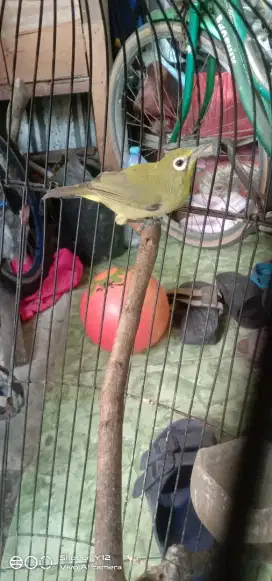 jual burung pleci kacial lombok jantan udh makan pur total