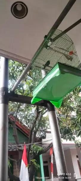 Burung Konin Damer + Kandang