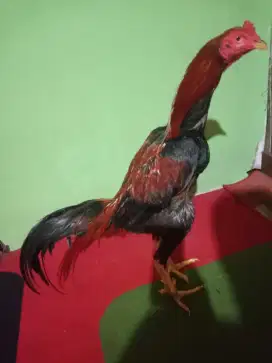 Ayam Bangkok 2x menang