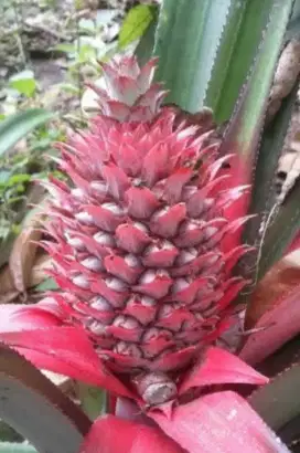 Buah nanas muda herbal