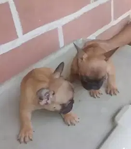 Borongan Pupies french bulldog ( bogor)