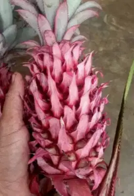 Buah nanas muda / nanas merah