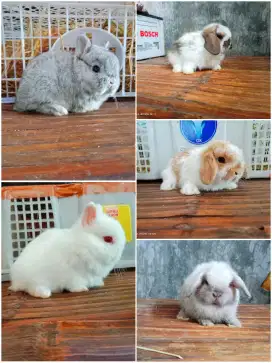 Peternakan kelinci bagus