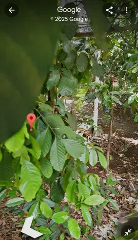 Jual Cepat Sebidang Tanah Lokasi Tajur Halang Bogor Siap Dibangun