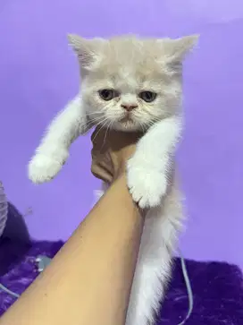 Kucing persia anakan exotic peaknose