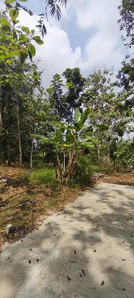 Tanah murah di sedayu dekat LALISA
