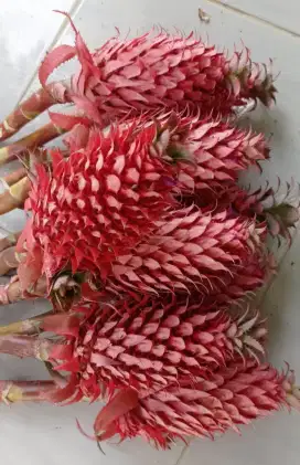 Jual nanas muda merah herbal