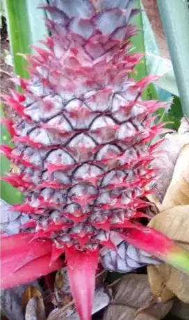 Jual nanas muda / nanas merah
