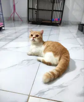 JASA PACAK MUNCHKIN GAELIC STRAIGHT
