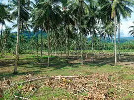 Dijual Tanah Seluas 11.490 m2 Cocok untuk Perkebunan di Lolak - Sulut!