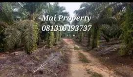 Dijual lahan 30 hektar 10 menit ke IKN, 17 milyar, Kalimantan Timur
