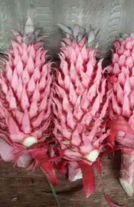Jual buah nanas muda / nanas merah segar