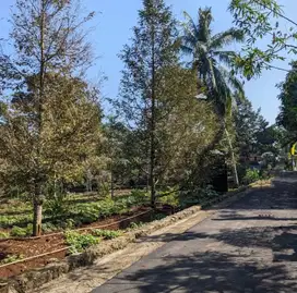 Kebun Durian Jumapolo 2000Mt, Strategis, karang anyar