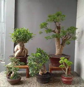5 pot bonsai hias siap pajang