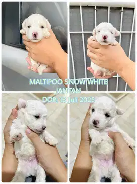 Maltipoo Jantan Snow White