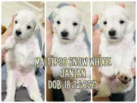 Maltipoo Jantan Snow White