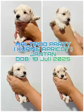 Maltipoo Jantan Party (Kuping Apricot)